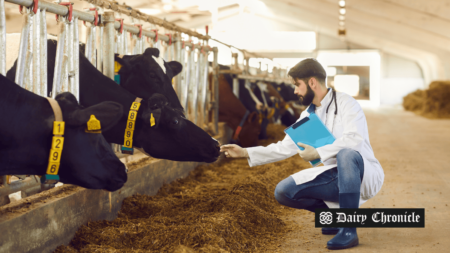 Sustainable dairy farming practices in action, showcasing innovation across the USA