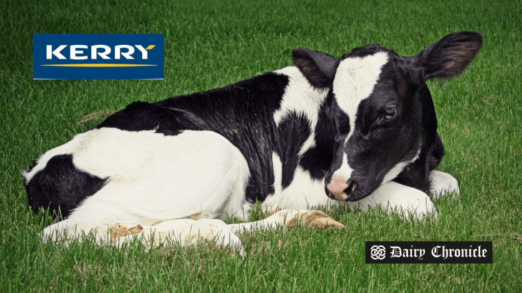 A sitting cow with the Kerry logo in the background, representing the $536M dairy deal in Ireland.