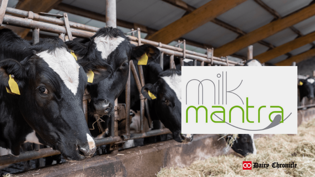 Group of cows grazing in a barn with the Milk Mantra logo beside them