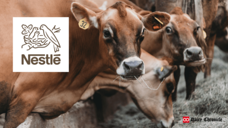 Three cows grazing in the barn alongside the Nestlé brand logo