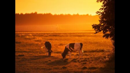 Two cows grazing on a field under the heat of the sun