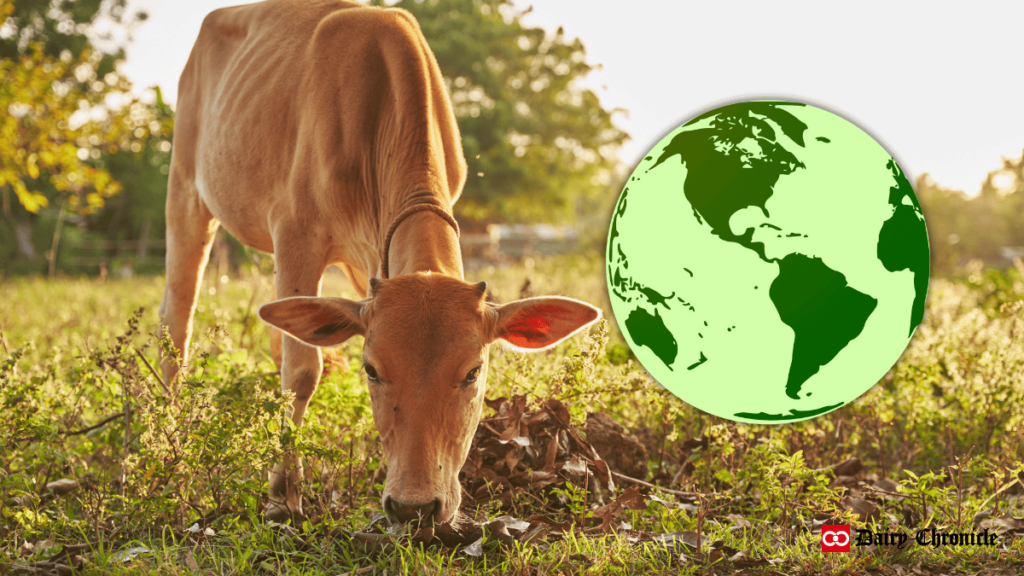 Cow grazing on the ground beside an image of Earth, representing IVRI’s new plant-based feed additive, Mithalo, which reduces methane emissions from livestock.