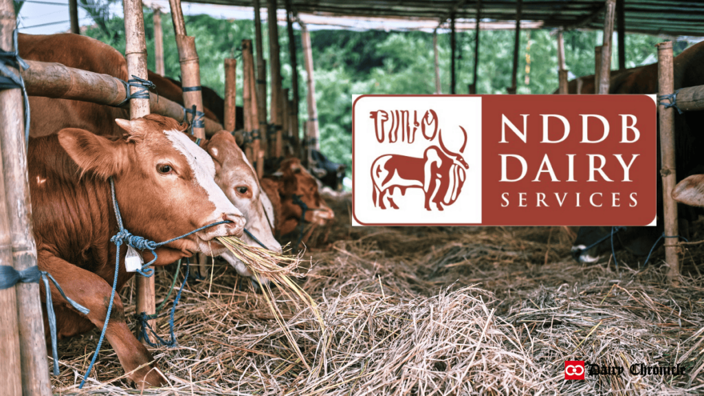 Group of dairy cattle grazing in a barn with the NDDB logo, symbolizing India's dairy sector growth.