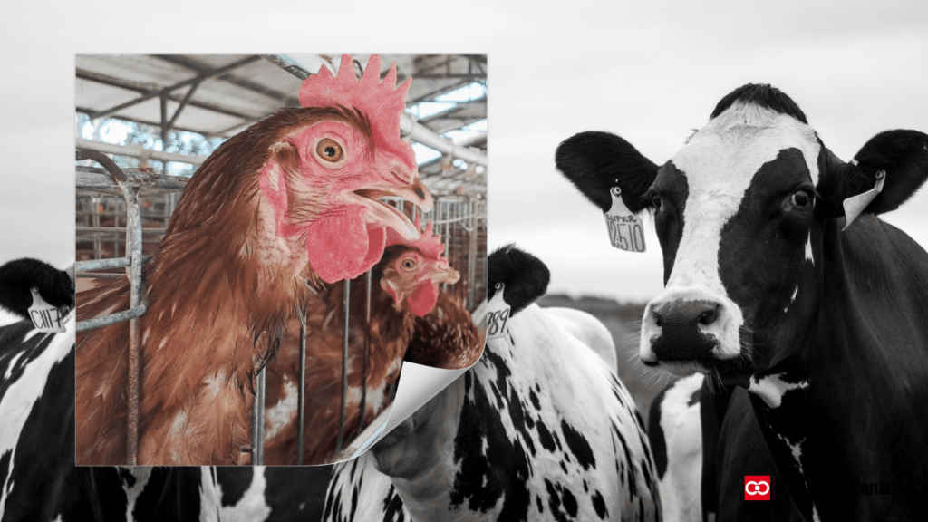 Images of a poultry farm and a dairy barn, emphasizing lessons the dairy industry can learn from the poultry sector's response to HPAI outbreaks.