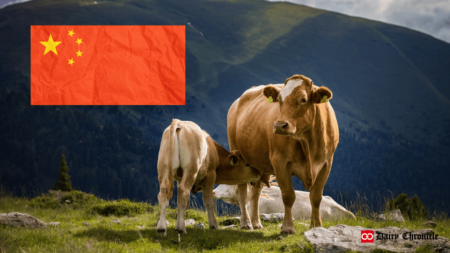 A cow feeding her calf with the Chinese flag in the background, symbolizing challenges in China's dairy industry.