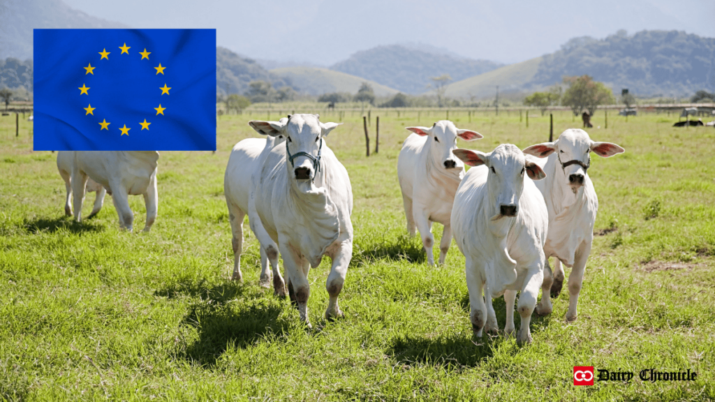 European Union flag with a group of cows grazing in the field, reflecting challenges faced by the EU dairy sector in 2024