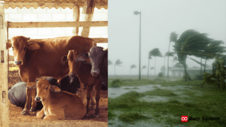 A barn with cows and calves alongside an image of a cyclone, highlighting delays in the relocation of dairies from residential areas in Ambala Sadar.