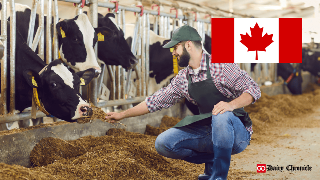 Group of dairy cattle grazing in a barn with a person feeding them, alongside a Canadian flag