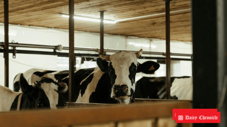 A barn with dairy cows standing inside, representing the growing global dairy cow solutions market