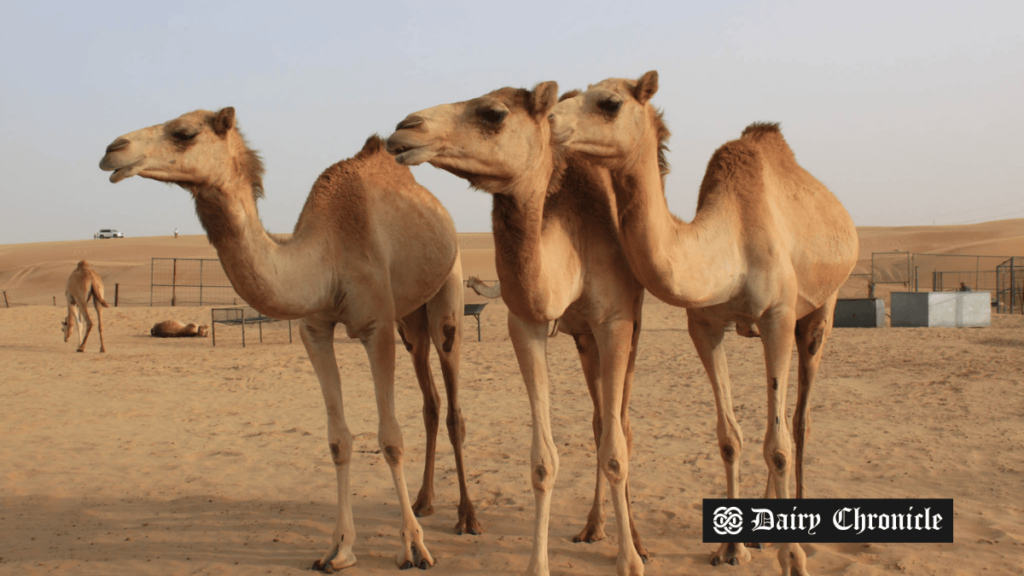 Three camels standing in the desert, highlighting the growing global demand for camel milk