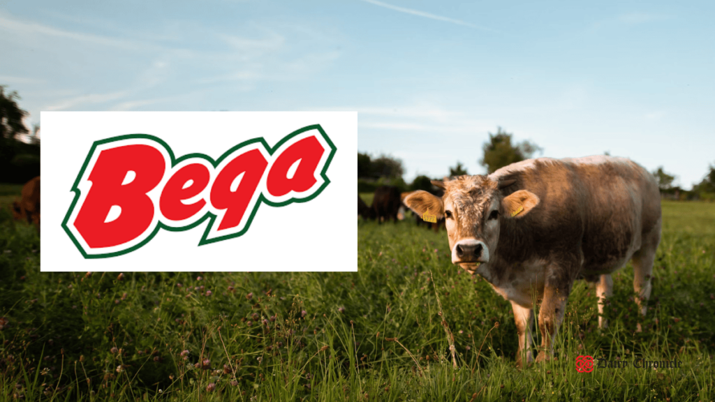 Bega Cheese logo beside a standing cow in the field, highlighting updates on milk prices and company milestones