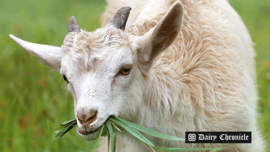 Gene-edited dairy goat grazing in the field, developed by Chinese researchers for enhanced mastitis resistance