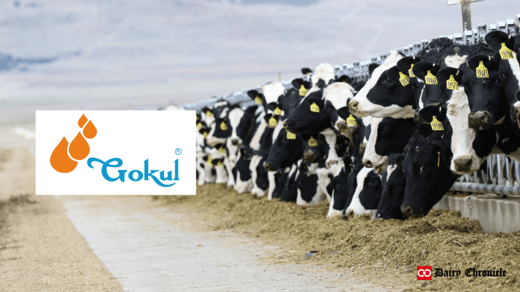 Gokul Dairy logo beside a group of cows standing in an open barn