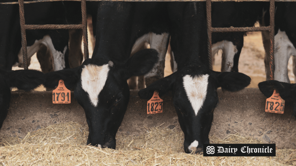 A group of cows grazing in a barn, illustrating the dairy farming industry amid rising feed additive prices in Russia