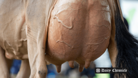 diseased udder of a dairy cattle, highlighting FIL's survey on milk quality and mastitis prevention for New Zealand dairy farmers