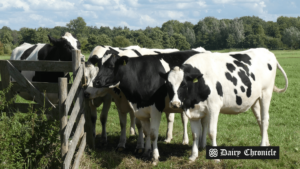 Herd of dairy cows in the U.S., symbolizing rising milk prices reaching $23.05 per hundredweight and increased farmer profits.