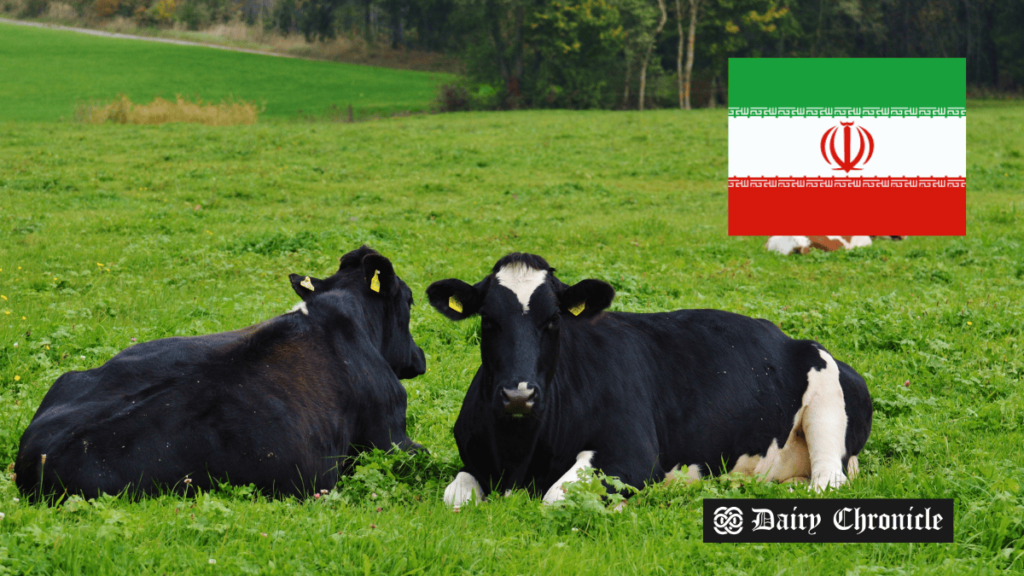 Sitting cows with the Iran flag in the background, symbolizing the challenges in Iran's dairy sector as raw milk prices rise by 20%.