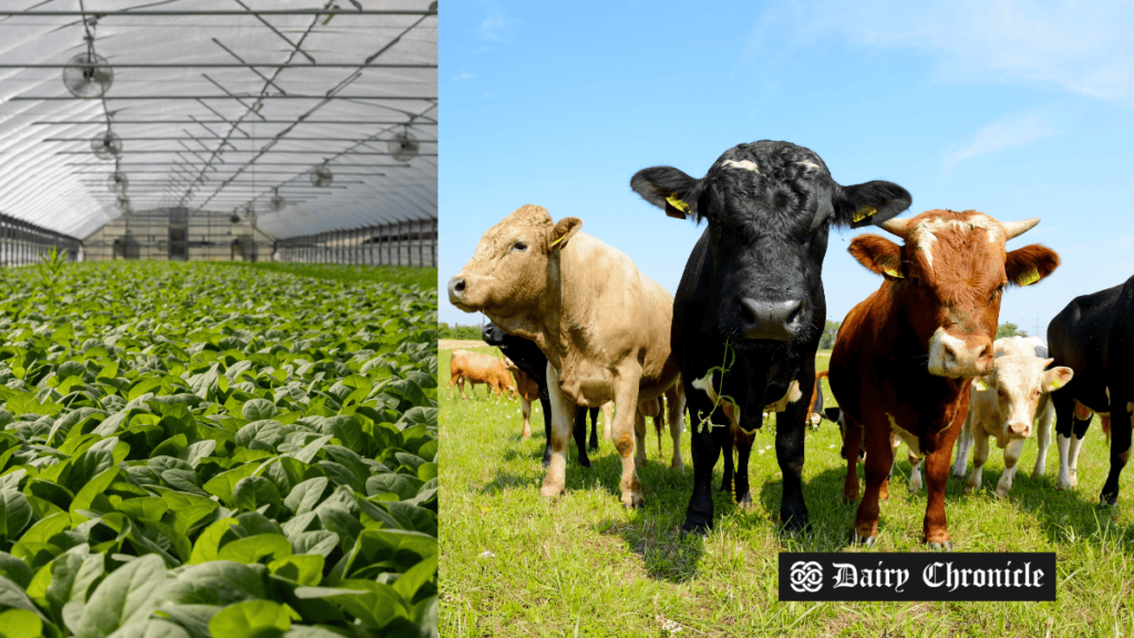 A herd of dairy cows on a UK farm, highlighting the potential of converting methane into renewable energy.