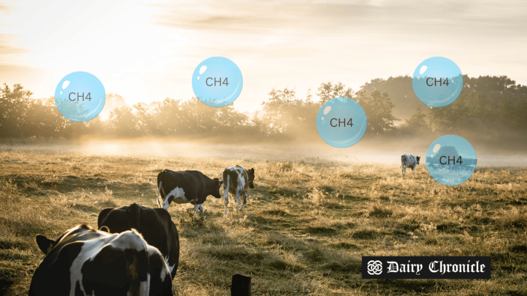 UK dairy farm with rising methane emissions, as revealed by UEA and IFEAA study