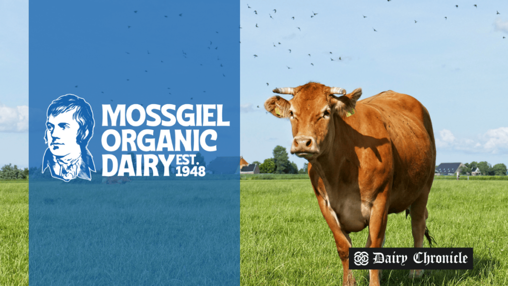 Cow at Mossgiel Farm supporting zero-waste dairy revolution through crowdfunding