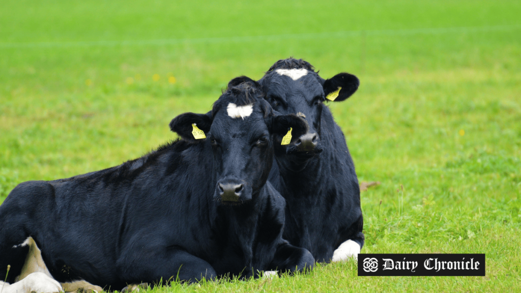 Sitting cows on a U.S. farm, symbolizing uncertainty for farmers due to Farm Bill expiration.