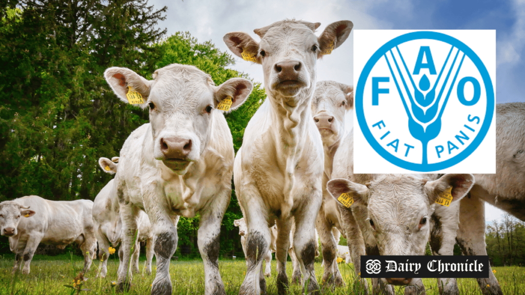 Herd of dairy cows with FAO logo, representing rising global milk prices due to increased demand.