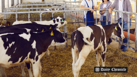 Image of 3 calves in a barn, with people observing them, highlighting the importance of precautions against pneumonia during the autumn calving season in Ireland.