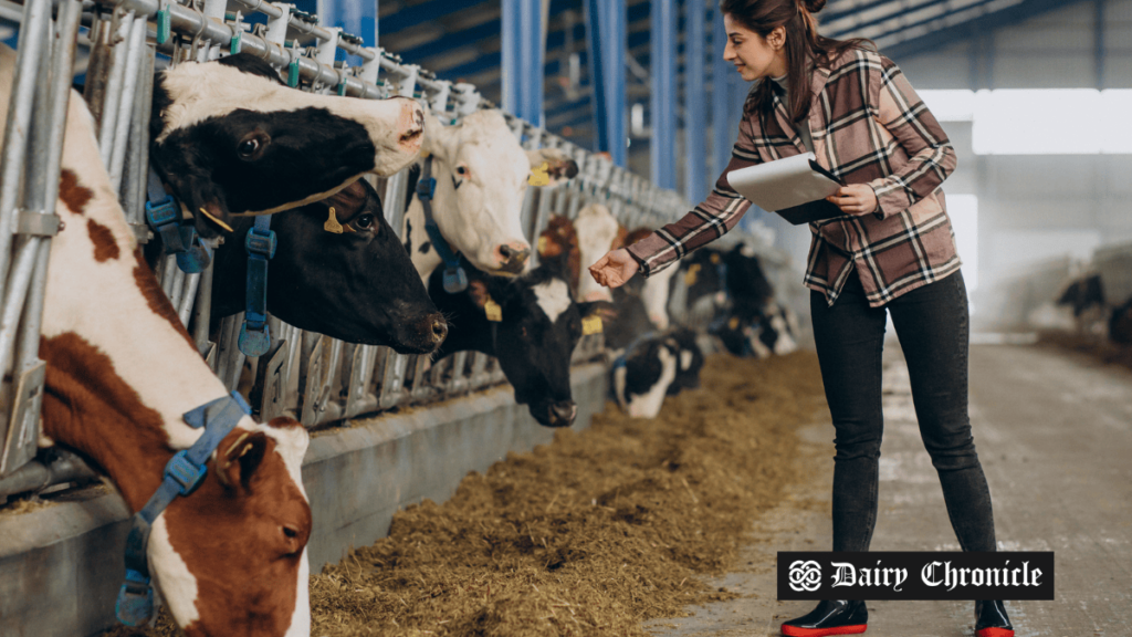 A worker inspecting a cow in the barn, representing EuroTier 2024, the world’s leading livestock equipment trade fair in Germany.