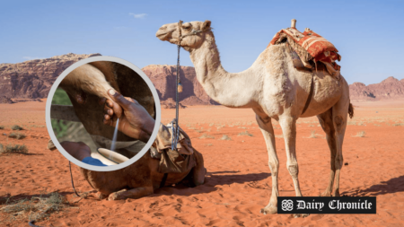 Camels in a desert, with an image of manual camel milking beside them