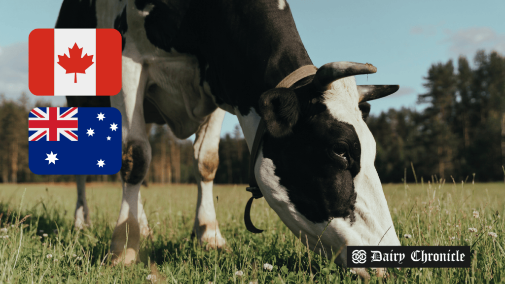 Cow feeding in a field with the flags of Canada and New Zealand, symbolizing the dairy trade dispute between the two countries.