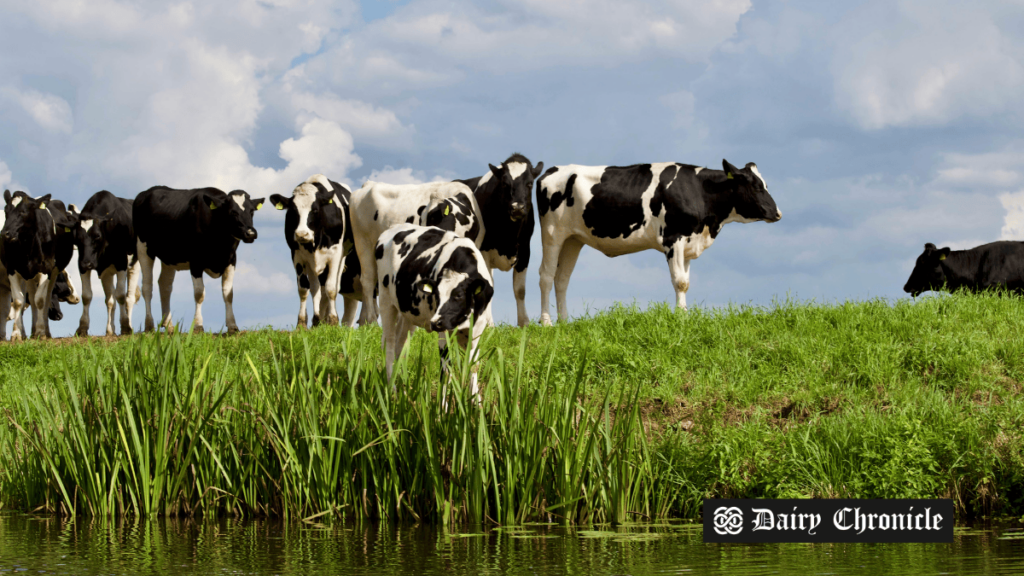 Cow herd near a water source, symbolizing challenges faced by the U.S. dairy industry, including avian flu, heifer shortage, and production cuts.