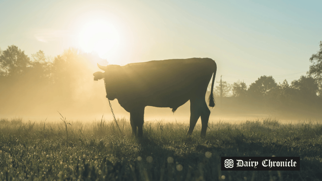 Cow grazing in a field, representing the potential shift from dairy farming to AI data centre development in New Zealand.