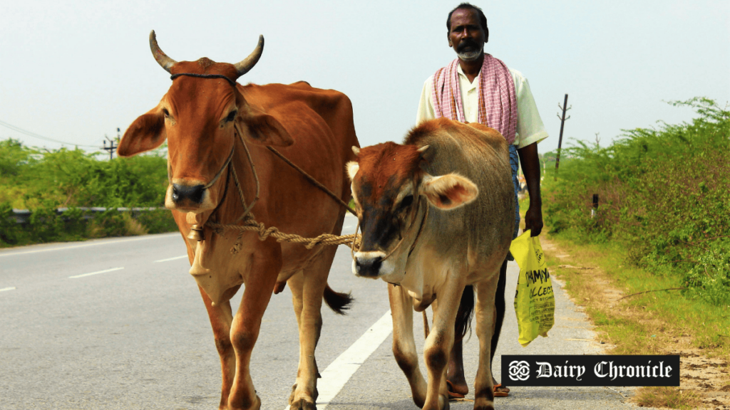 Indian farmer with his cow, reflecting the challenges faced by farmers dealing with surplus milk and rising costs.