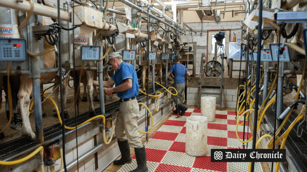 Dairy farm with cows being milked using robotic batch-style milking technology, showcasing modern farming practices.