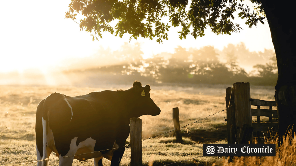 Cow grazing on a farm, representing Ireland's commitment to dairy sustainability in line with the new international declaration.