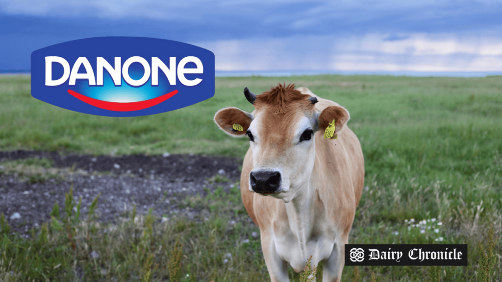 Cow grazing on a field with Danone logo, symbolizing the company’s production expansion plans in Kazakhstan.