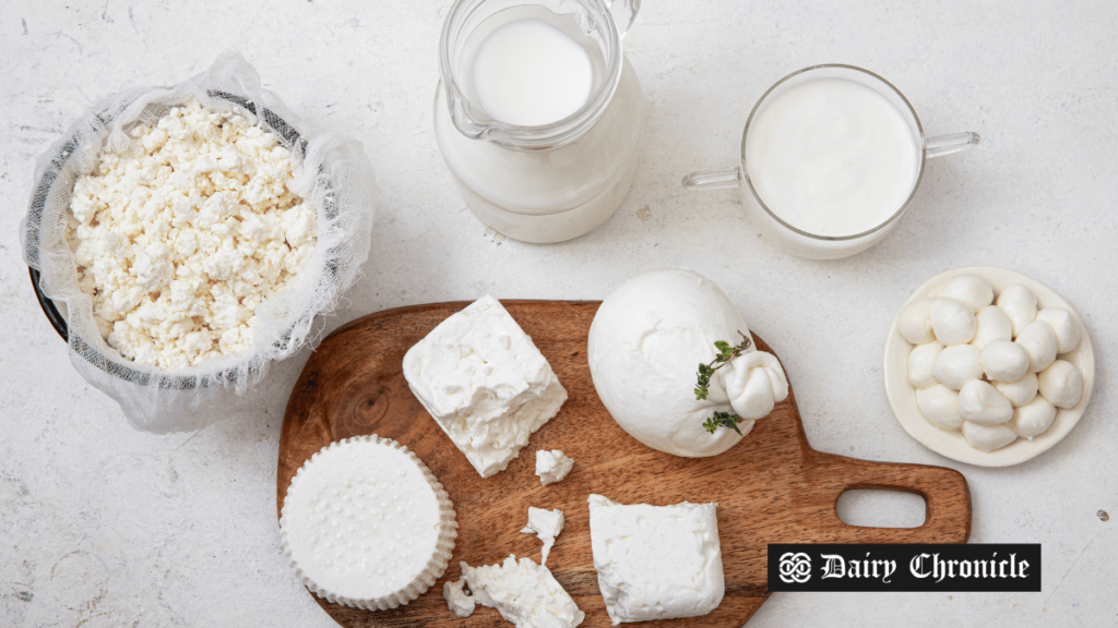 Assorted variety of young cheeses, reflecting the rise in cheese sales in Russia in early 2024.