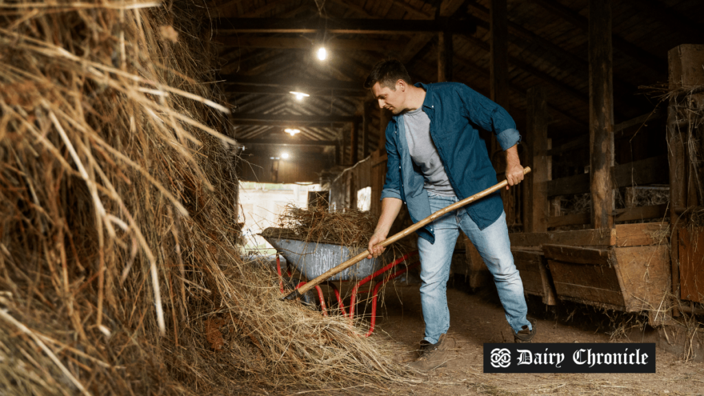 Person shoveling animal feed in a barn, representing the impact of Chevron's investment in Michigan dairy farms for renewable gas production.