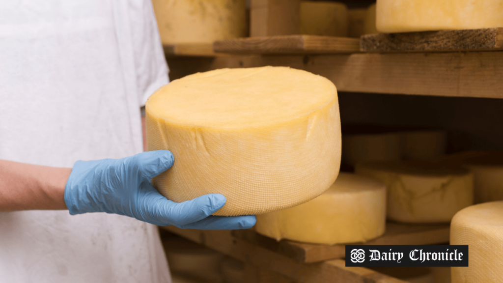 Worker transporting large wheel of artisanal cheddar cheese at Neal's Yard Dairy in London.