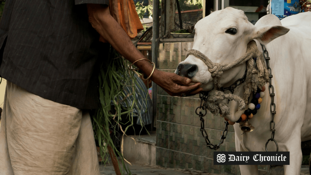 Man gently petting a cow in a serene farm setting.