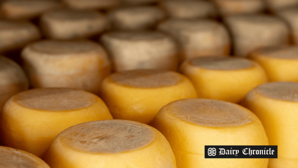 Rows of cheddar cheese wheels aging in a storage room.