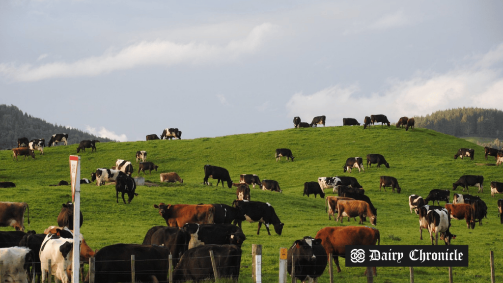 Herd of cows grazing on a lush green field.