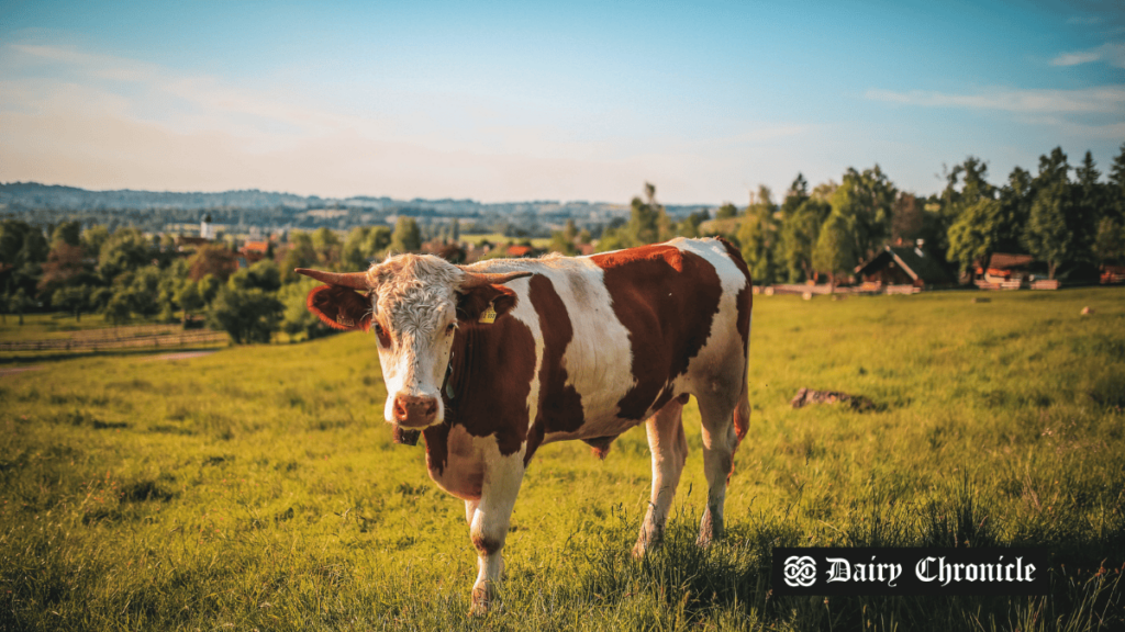 A cow grazing on a field, symbolizing the dairy industry and Müller’s acquisition of Yew Tree Dairy in the UK.