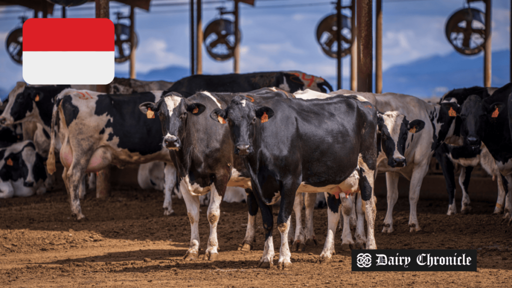 A herd of dairy cows with the Indonesia flag, symbolizing the country’s plan to import 1 million cows for the free meals program.