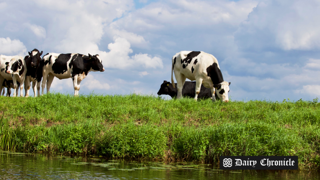 A group of cows roaming freely on a dairy farm, grazing in an open pasture, symbolizing healthy livestock management and farming practices.