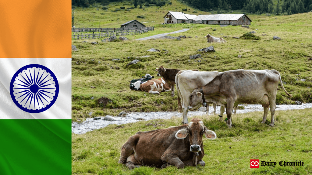 Indian flag beside dairy cattle resting and standing near a river in an open barn.