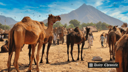 A group of camels with humans in a village setting