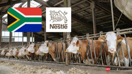 A group of dairy cattle in a barn beside the Nestlé logo and the South African flag, representing sustainable dairy initiatives.