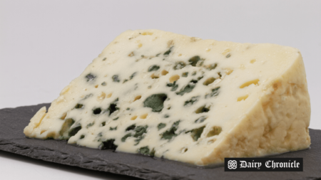 A wheel of aged cheese on a wooden board, representing the nutritional debate surrounding centuries-old cheese.