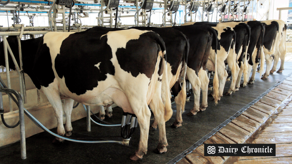 A group of cows in a barn, representing Indonesia’s increasing dairy demand and the role of global suppliers in meeting it.